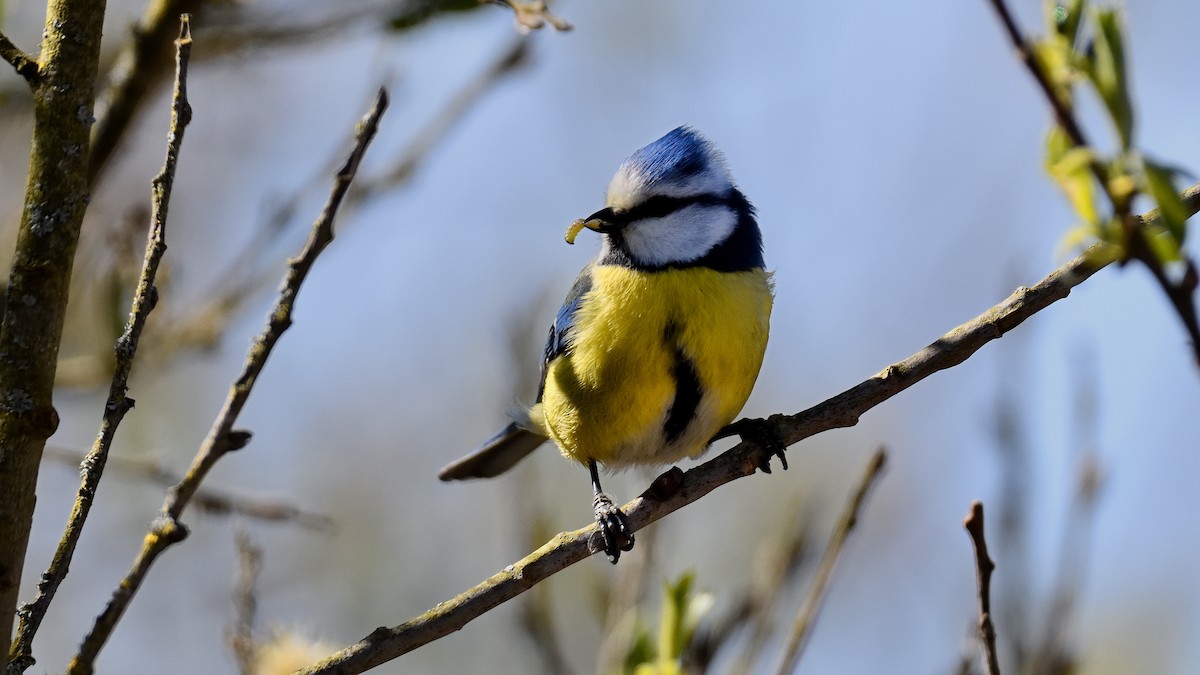 Eurasian Blue Tit - ML622133575