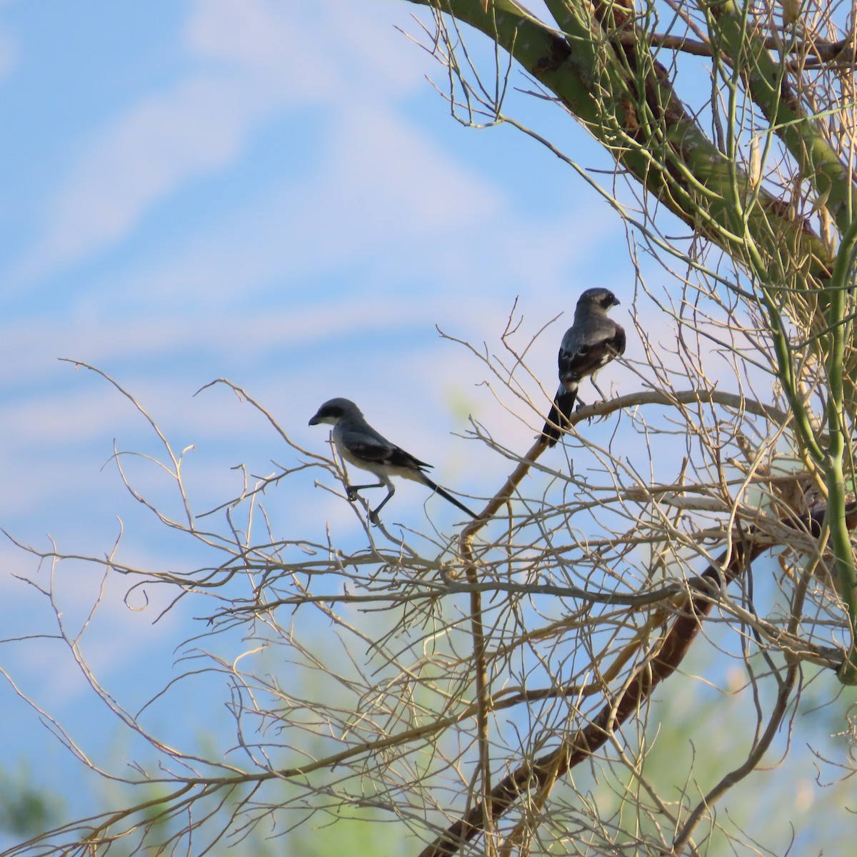 Loggerhead Shrike - ML622133576