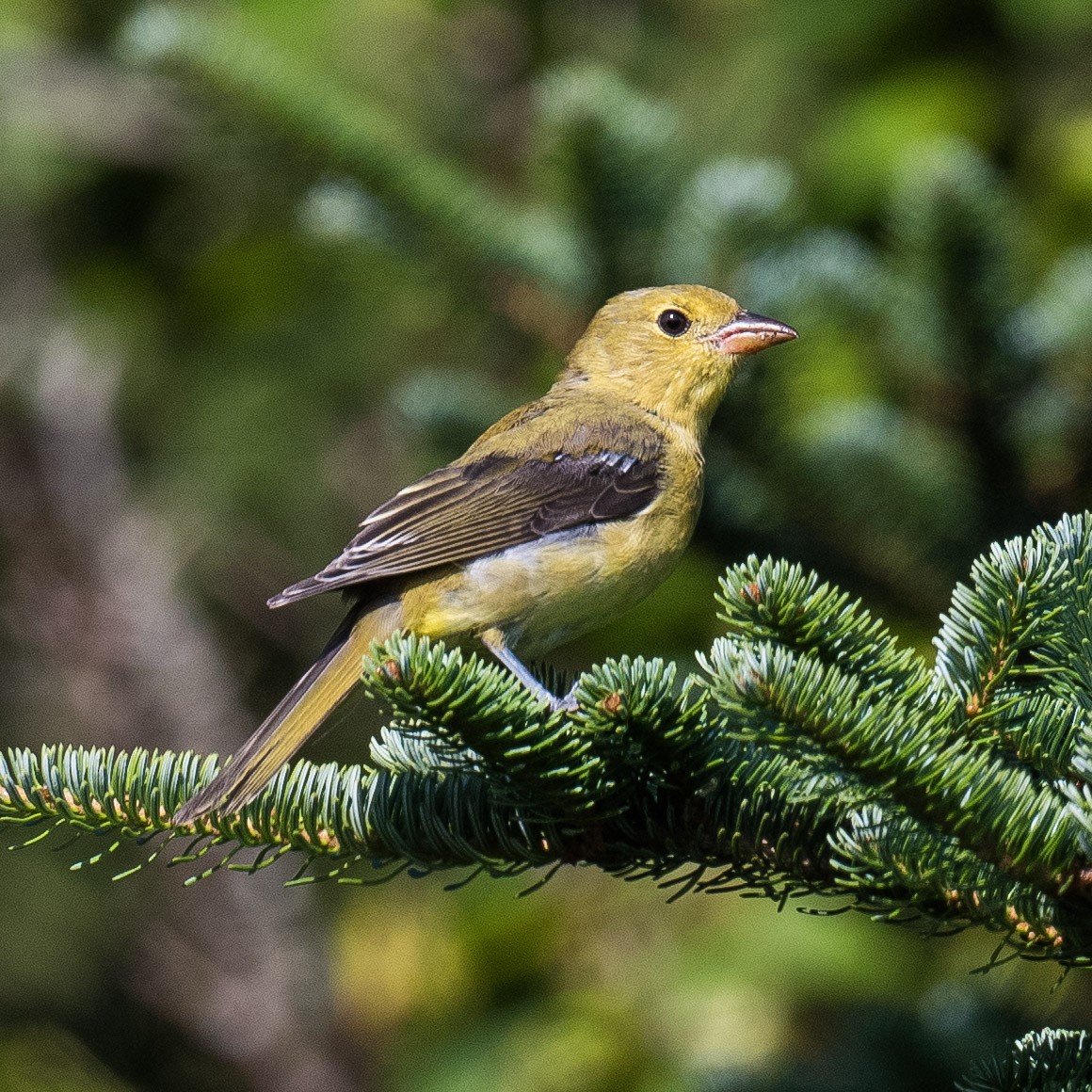 Scarlet Tanager - ML622133577