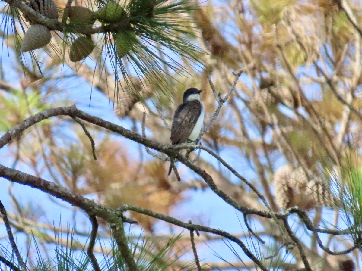 Eastern Kingbird - ML622133578