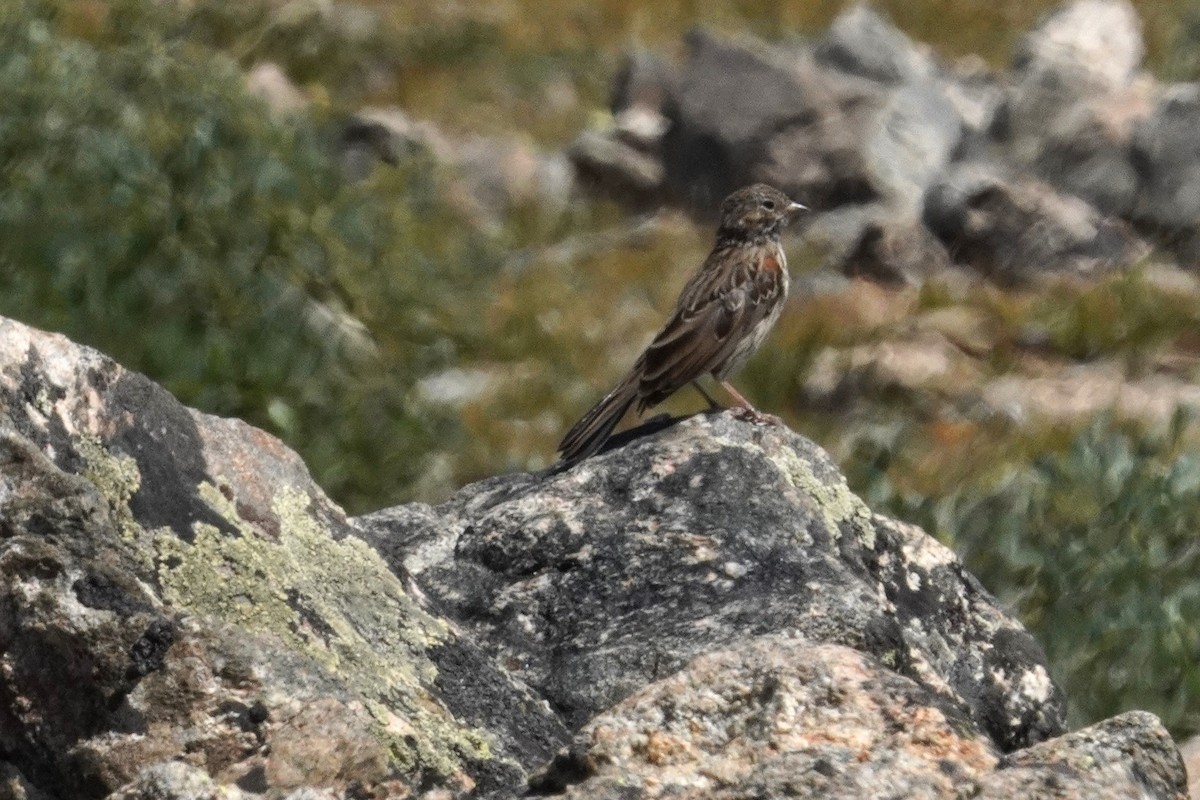 Vesper Sparrow - ML622133579