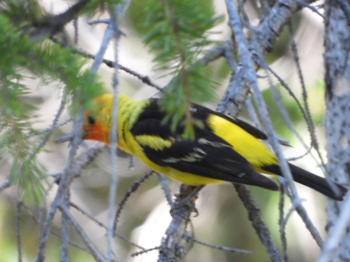 Western Tanager - ML622133580