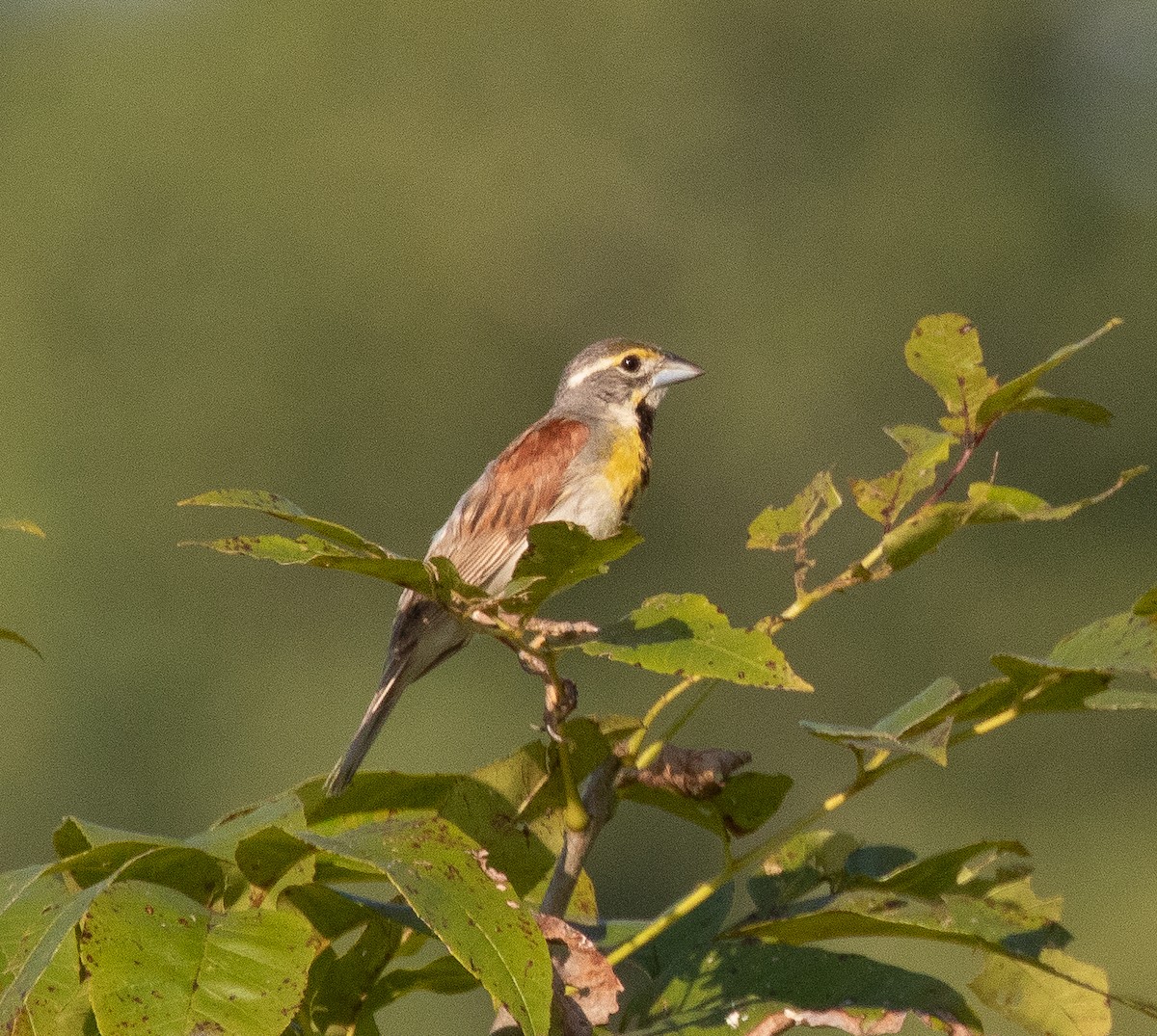 Dickcissel - ML622133586