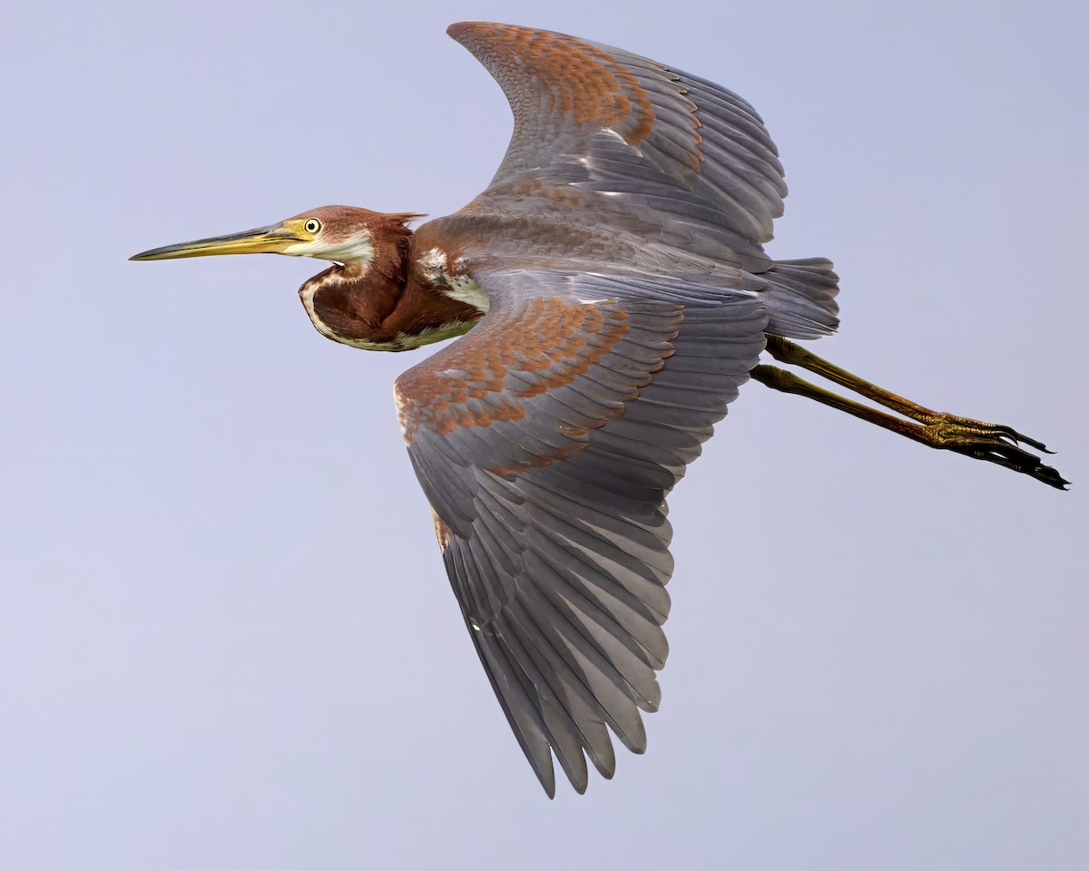 Tricolored Heron - ML622133594