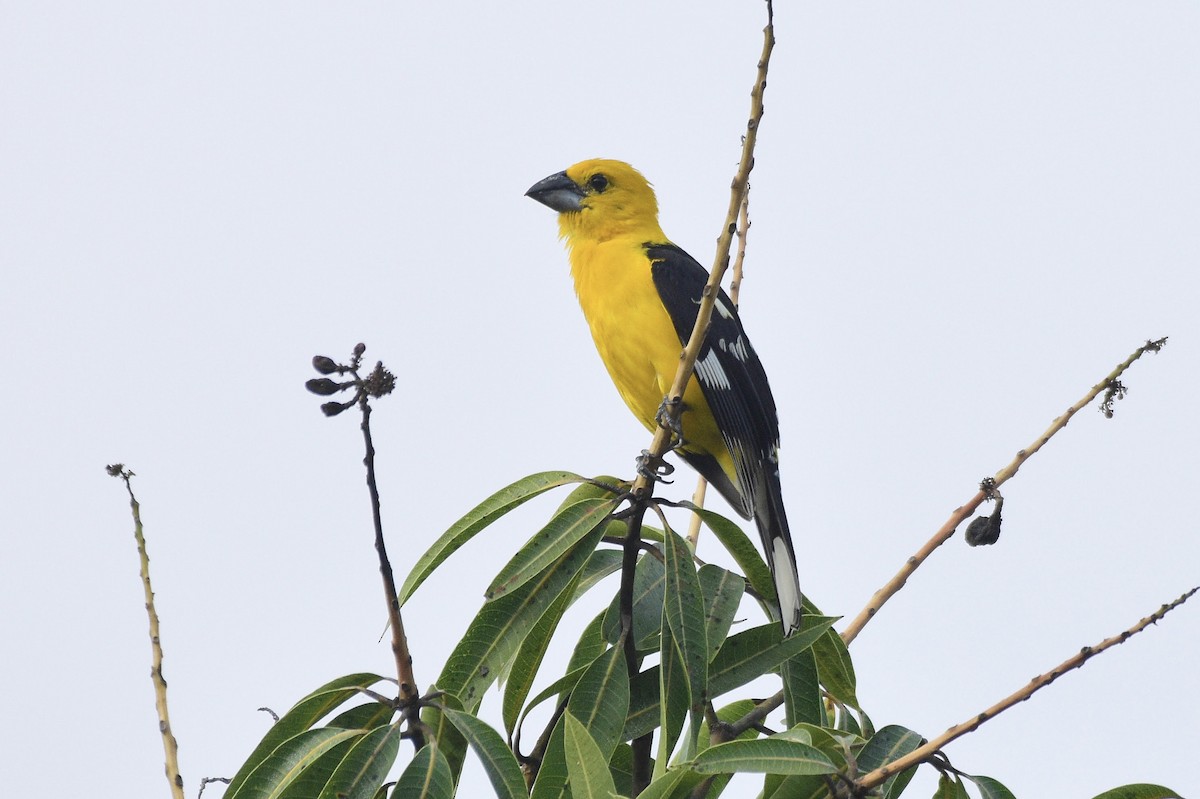 Yellow Grosbeak - ML622133610