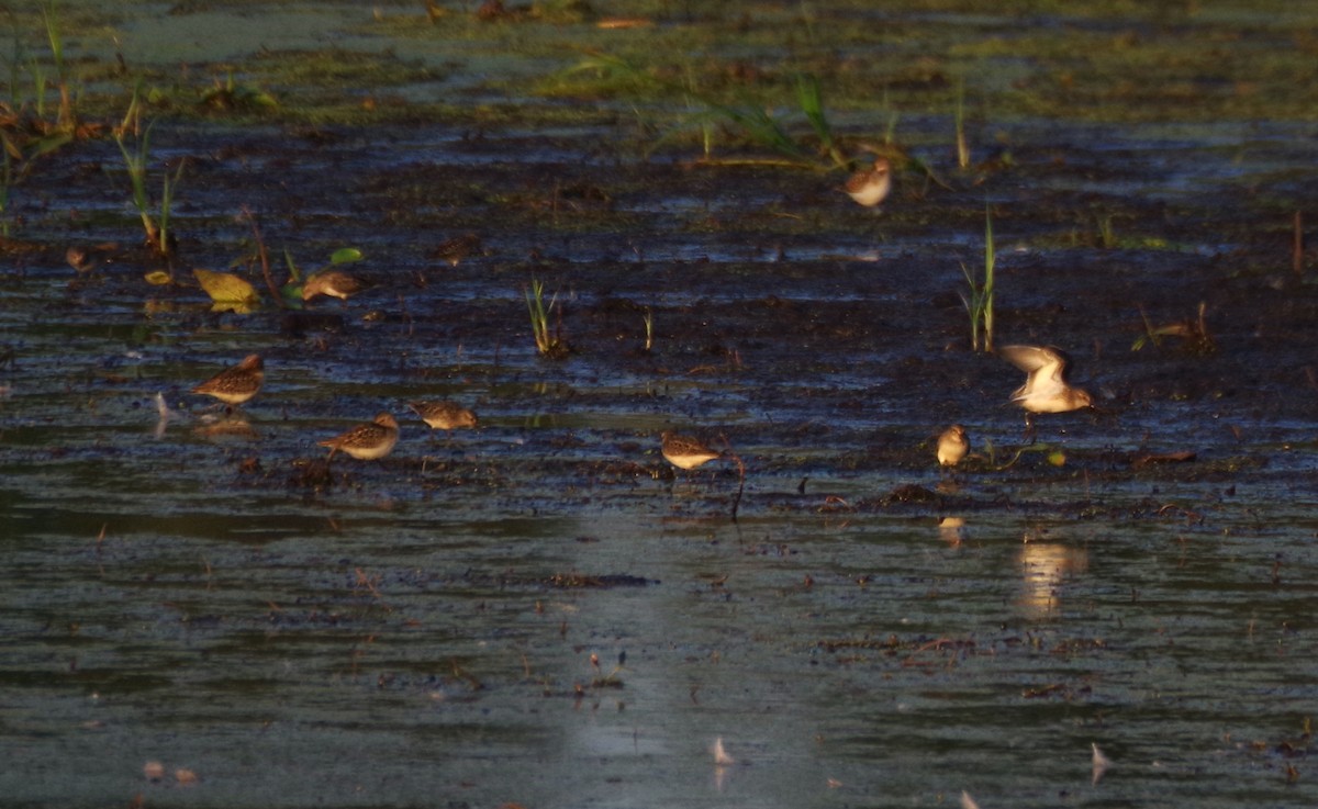 tanımsız küçük kumkuşu (Calidris sp.) - ML622133615