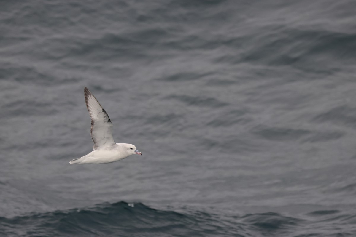 Southern Fulmar - Adam Kent