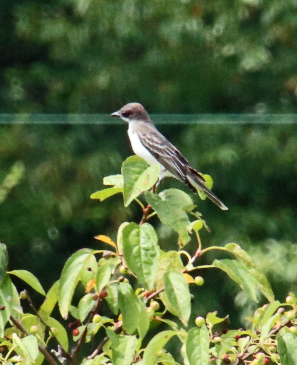 Eastern Kingbird - Tom Nolan