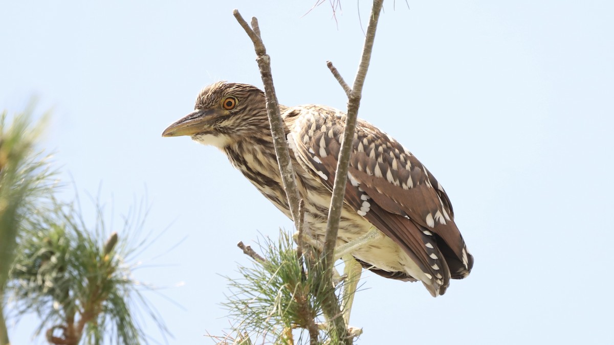 Black-crowned Night Heron - ML622133631