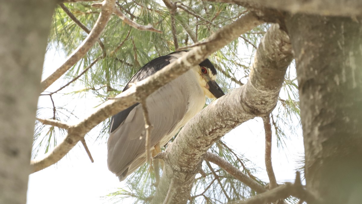 Black-crowned Night Heron - ML622133632