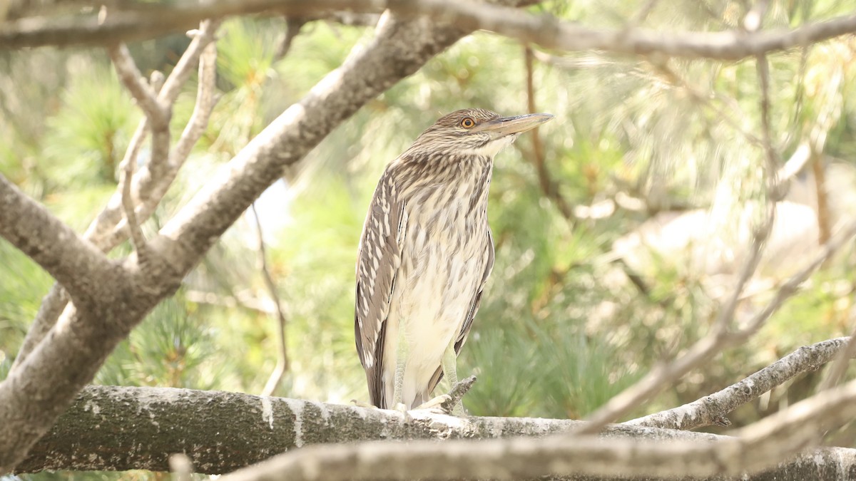 Black-crowned Night Heron - ML622133634