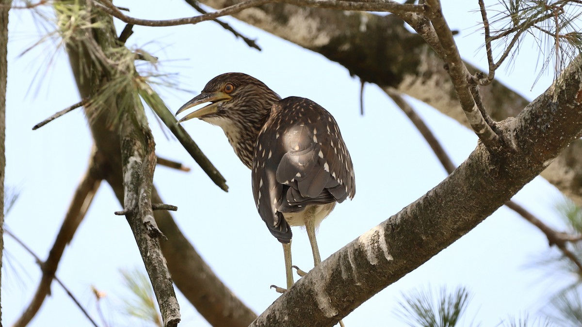 Black-crowned Night Heron - ML622133635