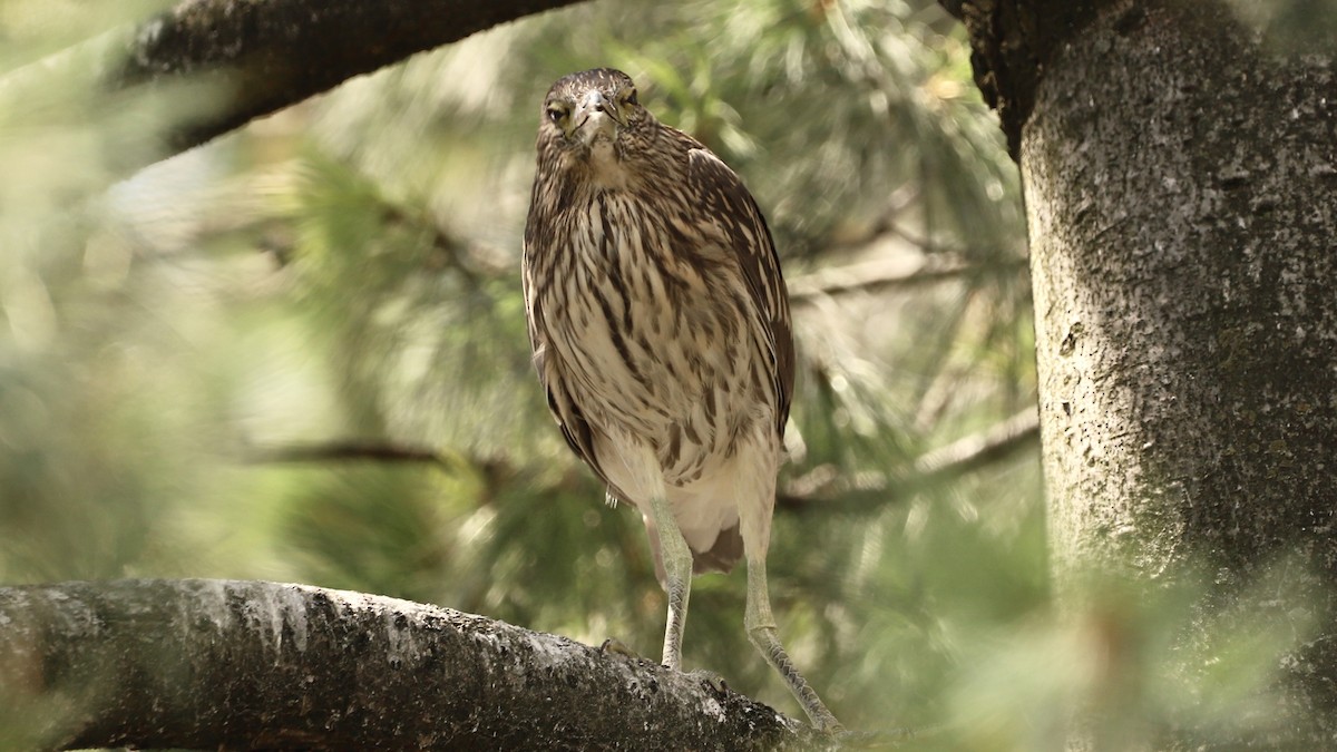 Black-crowned Night Heron - ML622133636