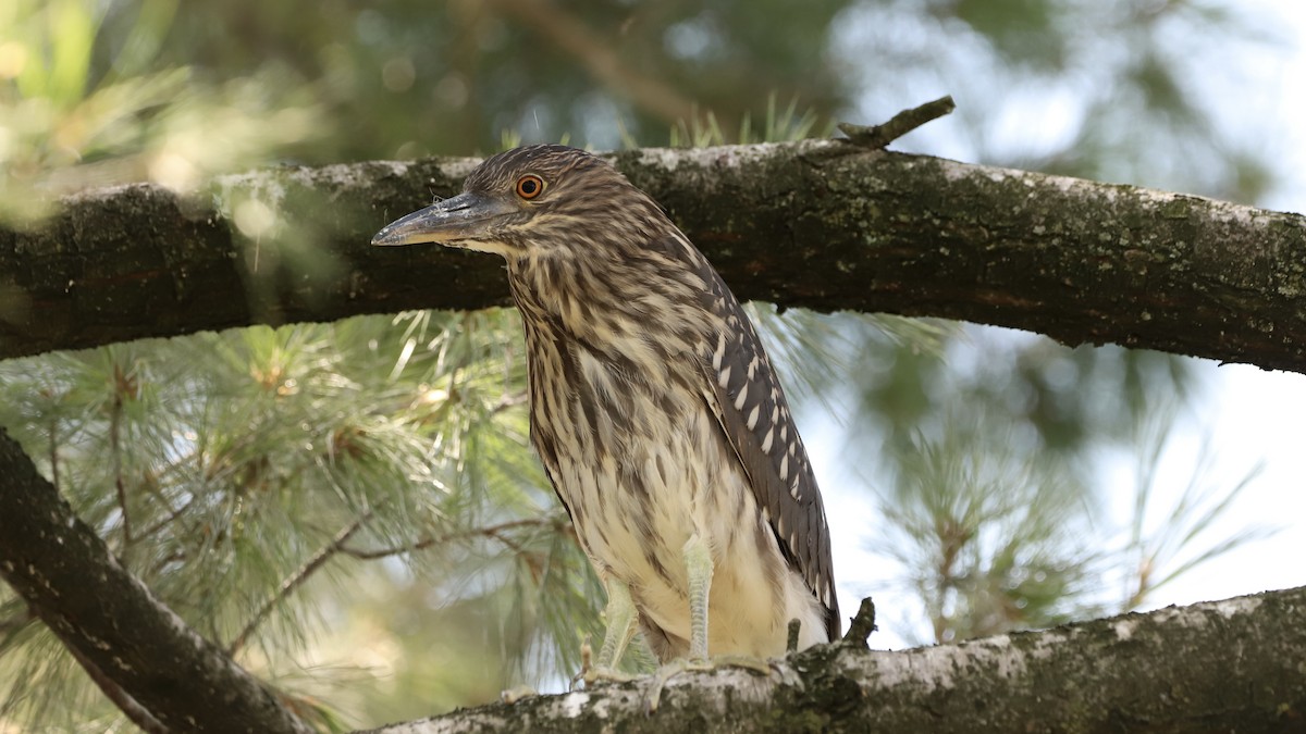 Black-crowned Night Heron - ML622133637