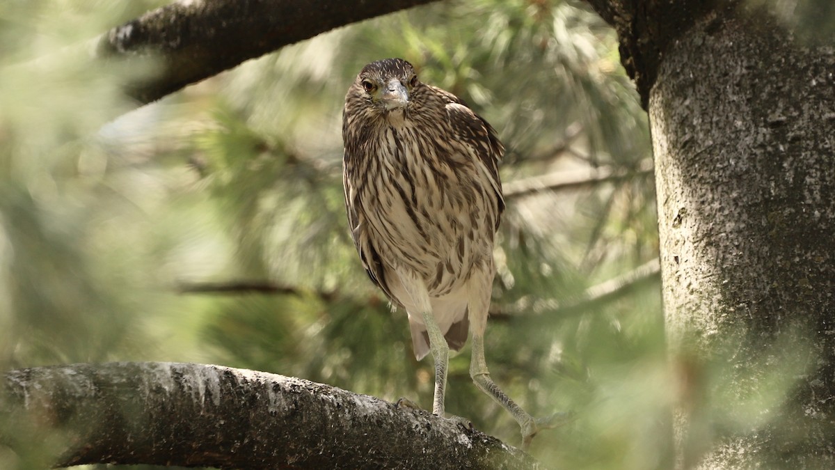 Black-crowned Night Heron - ML622133638