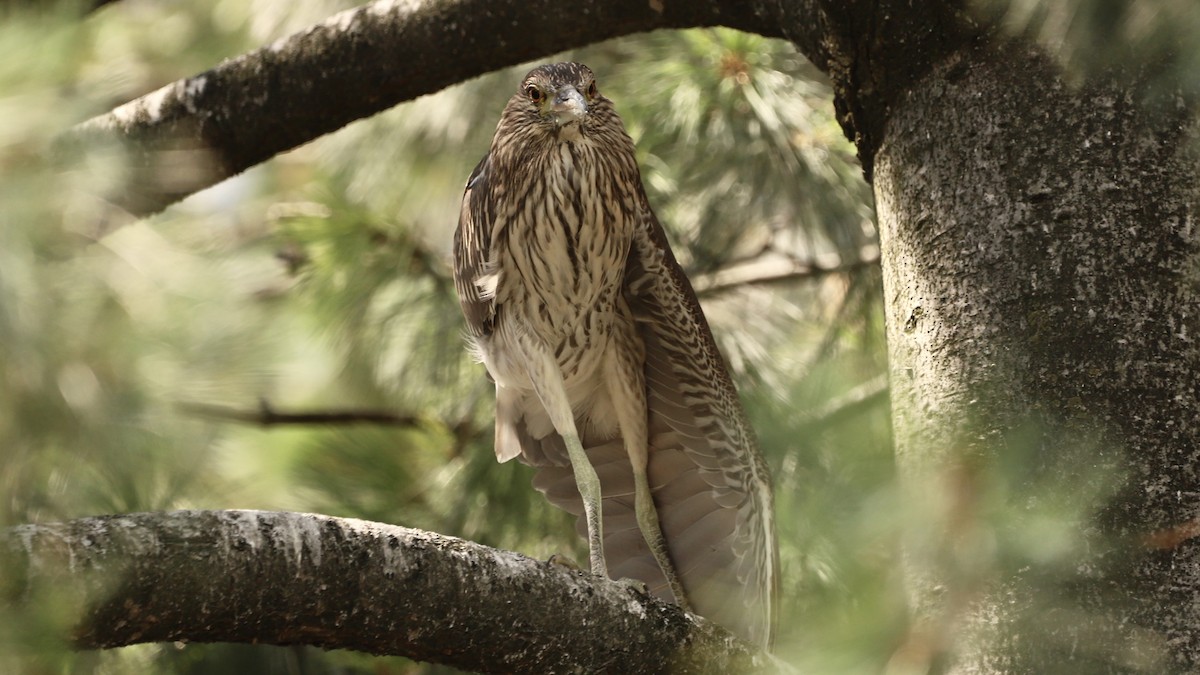 Black-crowned Night Heron - ML622133639