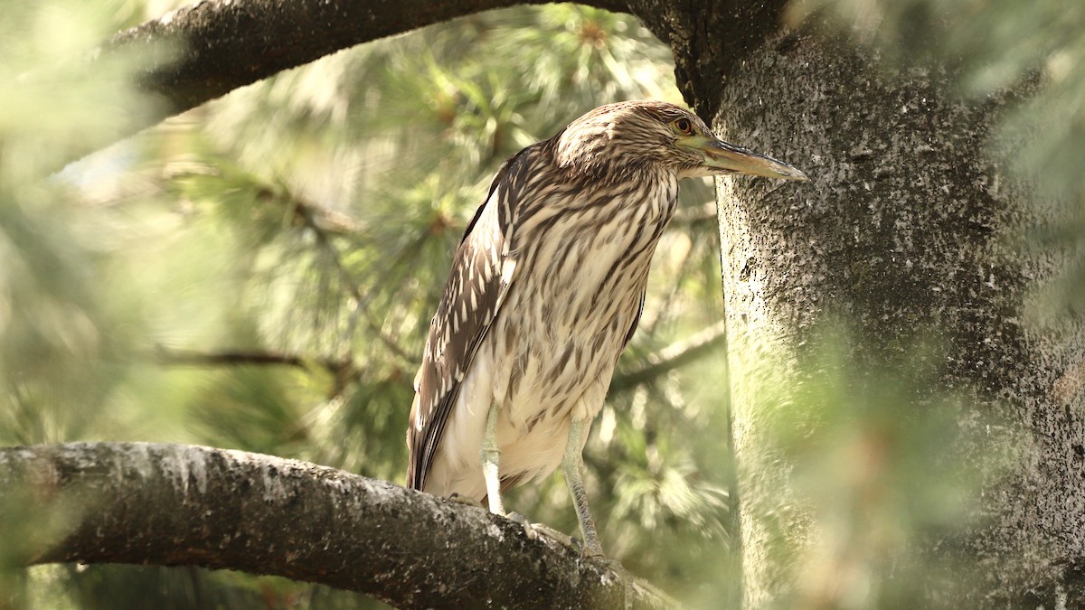 Black-crowned Night Heron - ML622133640