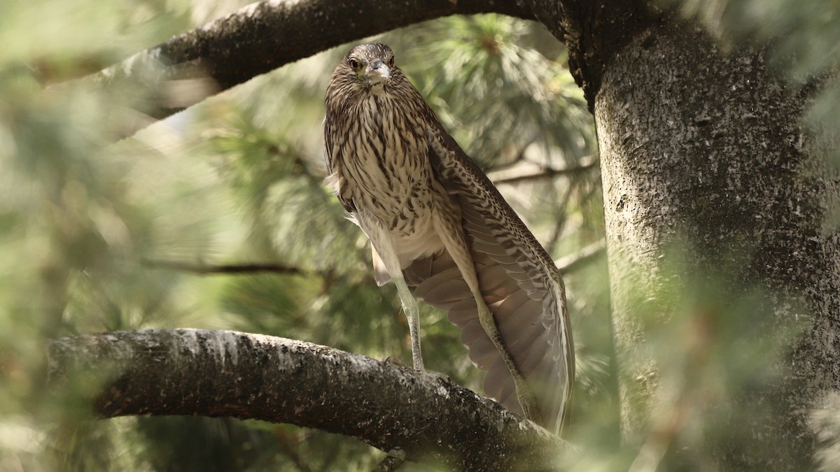 Black-crowned Night Heron - ML622133641