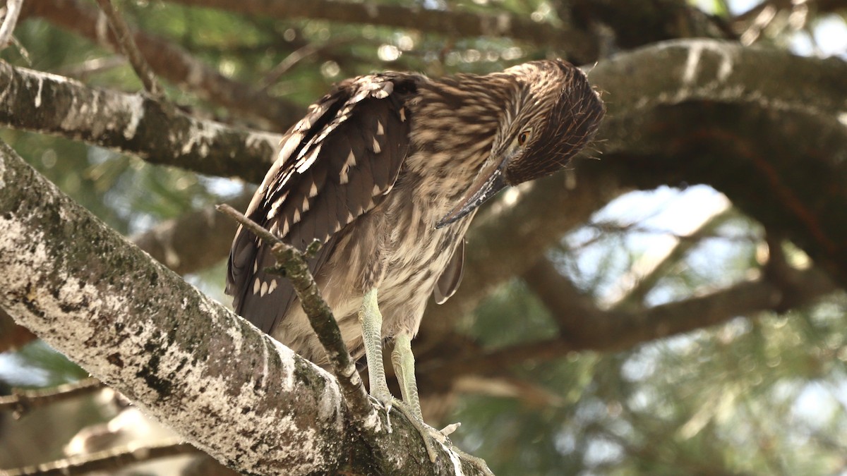 Black-crowned Night Heron - ML622133642