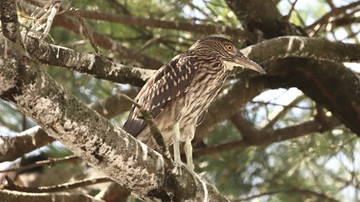 Black-crowned Night Heron - ML622133643