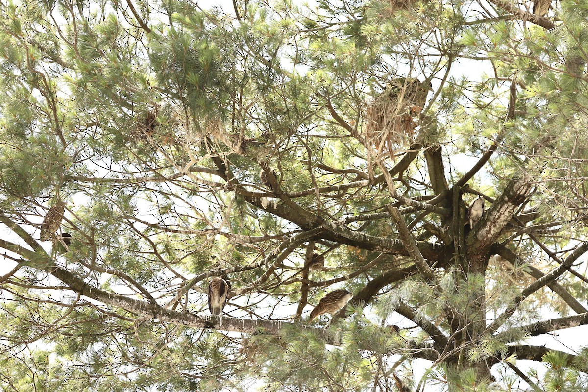 Black-crowned Night Heron - ML622133644