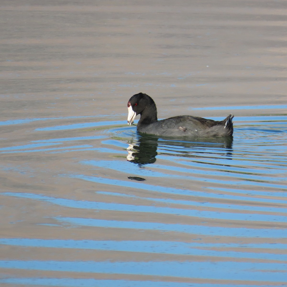 American Coot (Red-shielded) - Robert Theriault