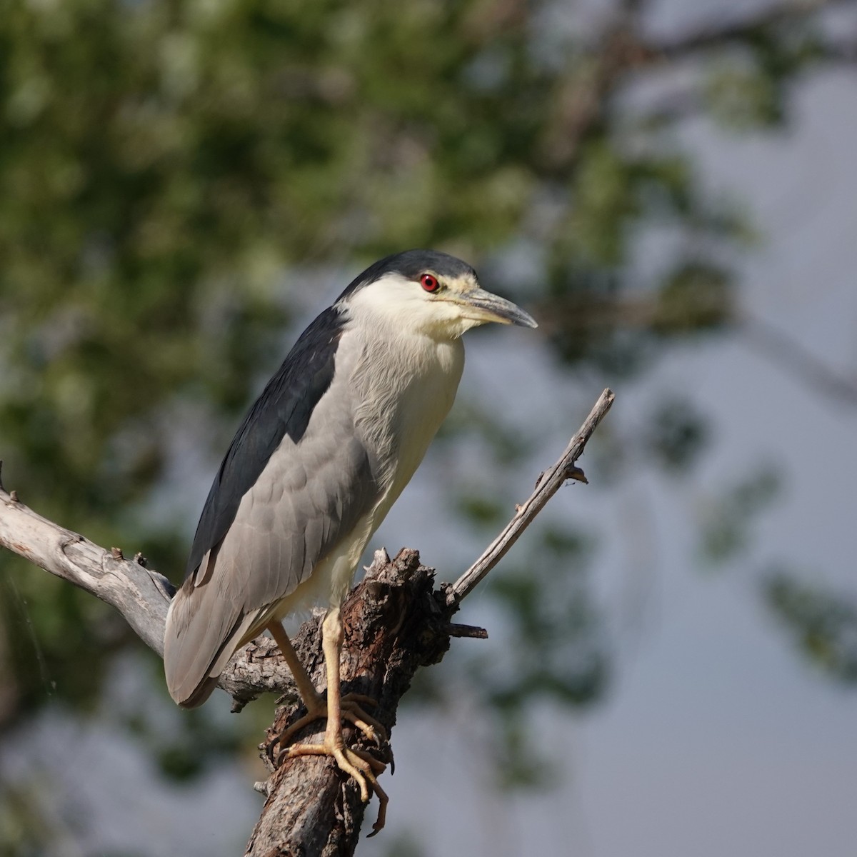 Black-crowned Night Heron - ML622133692