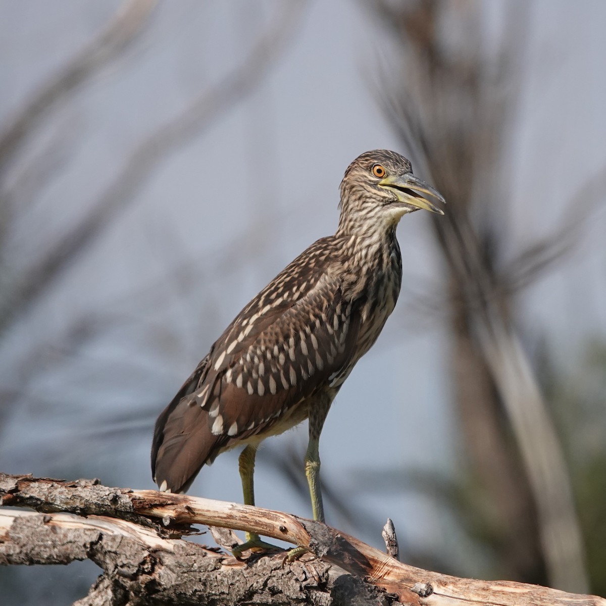 Black-crowned Night Heron - ML622133693