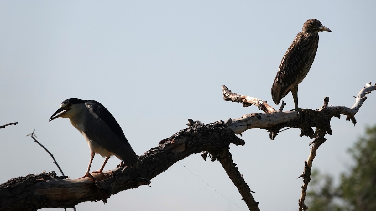 Black-crowned Night Heron - ML622133694