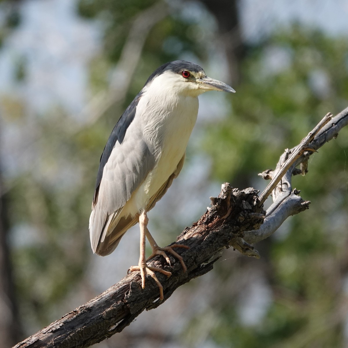 Black-crowned Night Heron - ML622133695