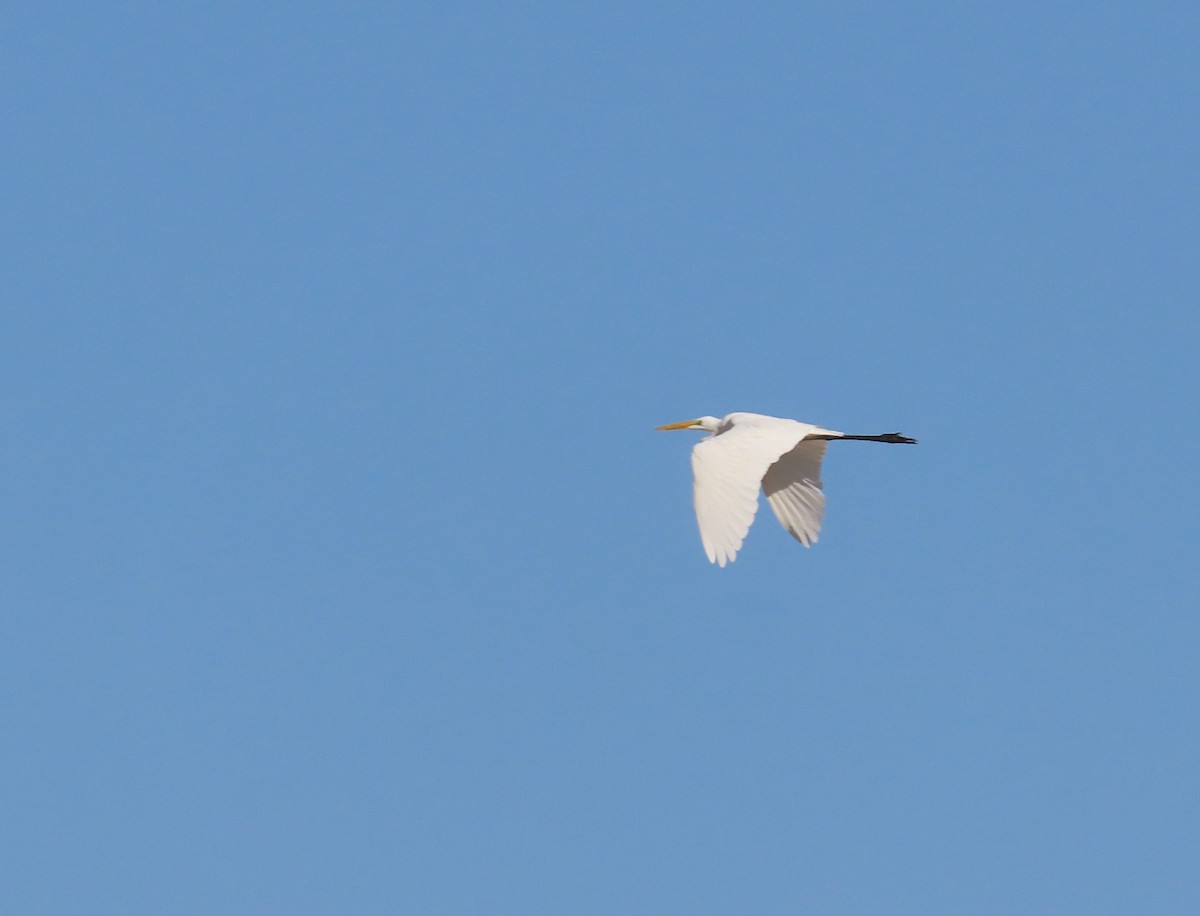 Great Egret - ML622133702