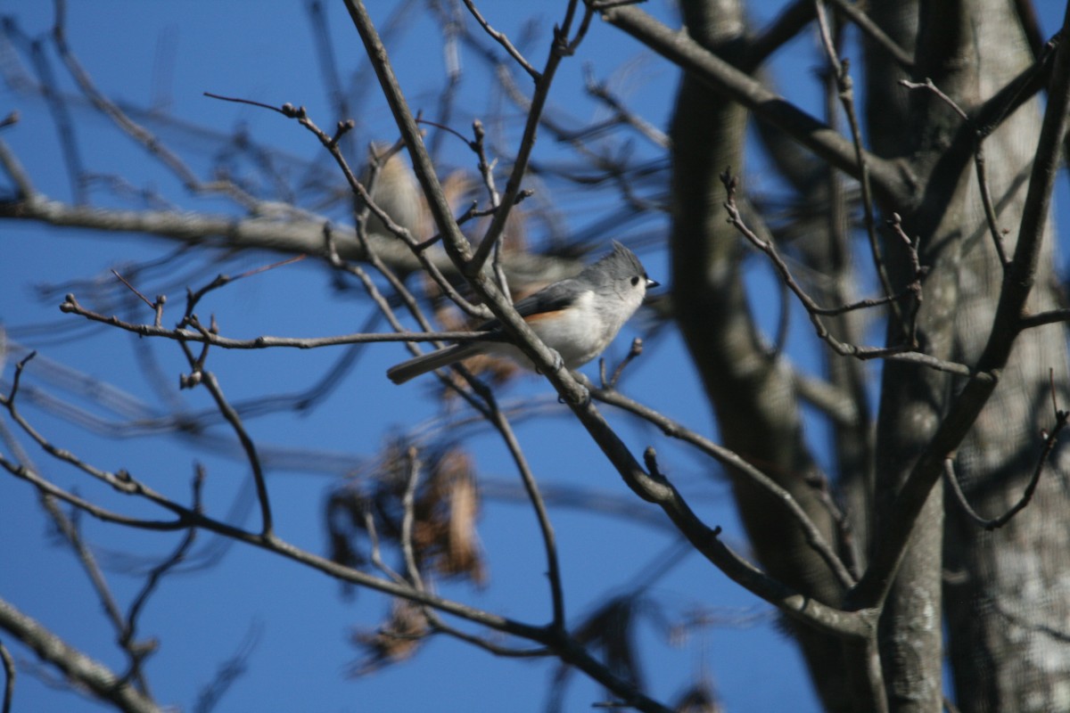 Tufted Titmouse - Mike & Angela Stahl