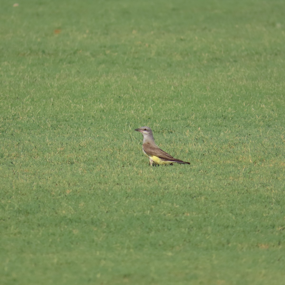 Western Kingbird - ML622133721