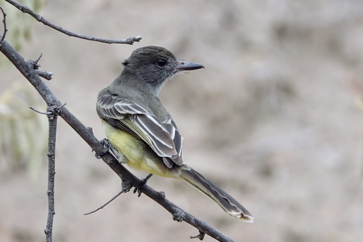 Apical Flycatcher - ML622133726