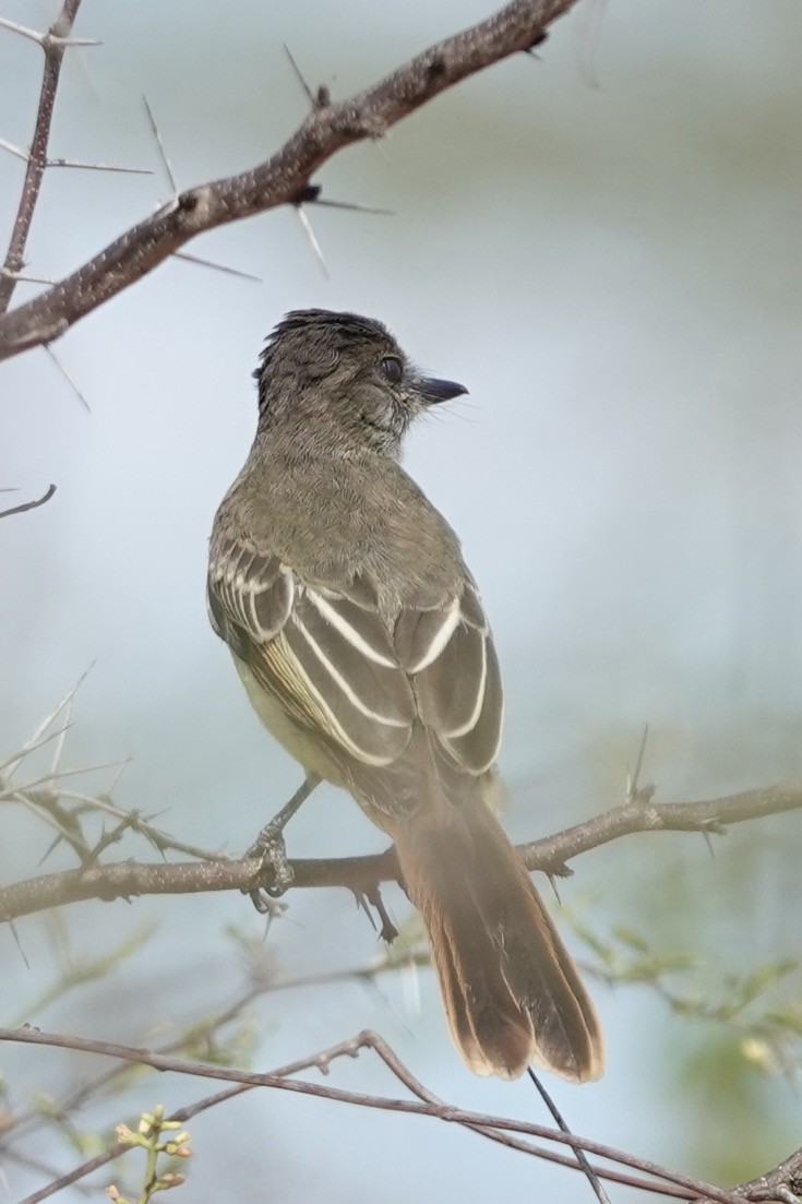 Apical Flycatcher - ML622133727