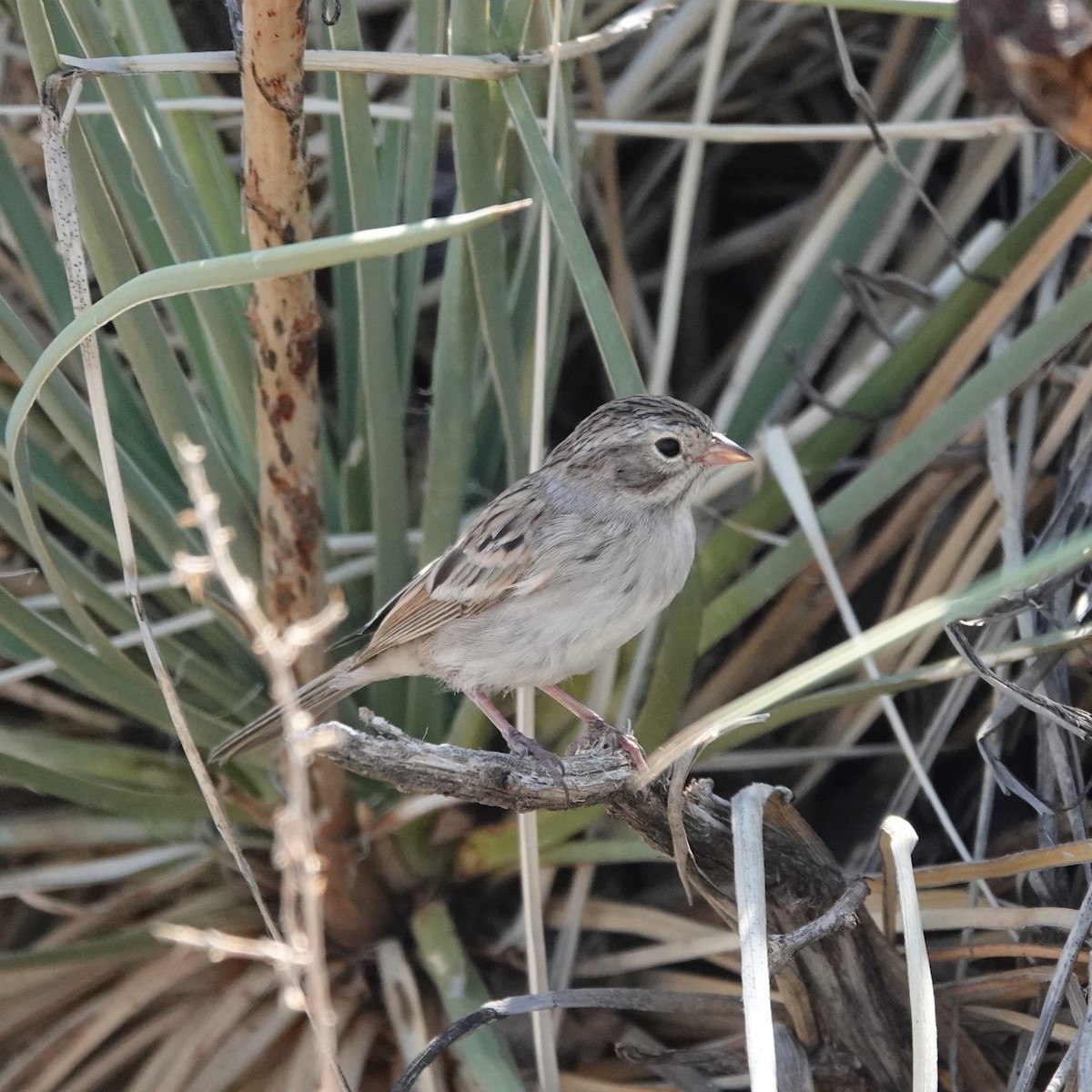 Brewer's Sparrow - George Ho
