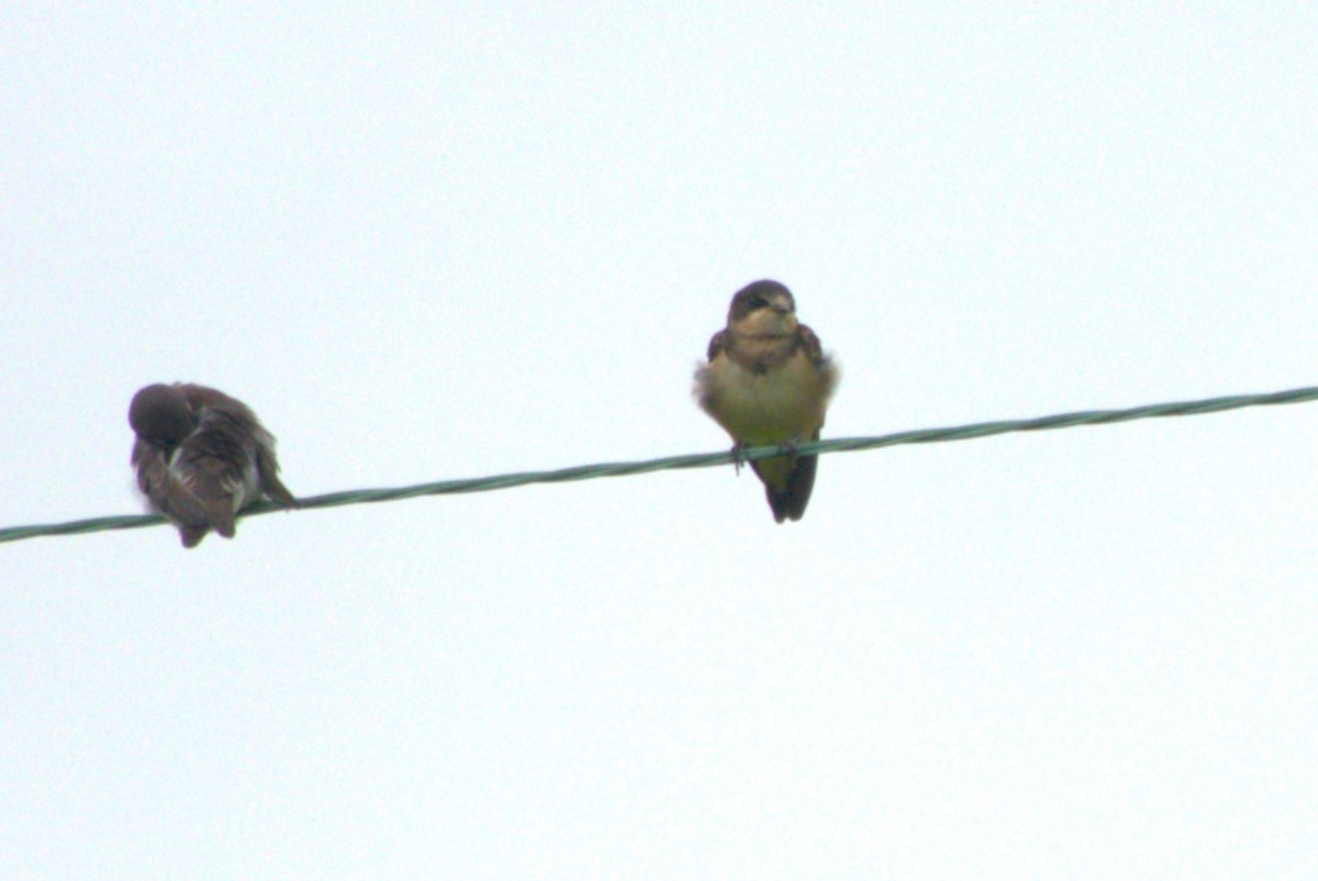 Barn Swallow - Julie Perry