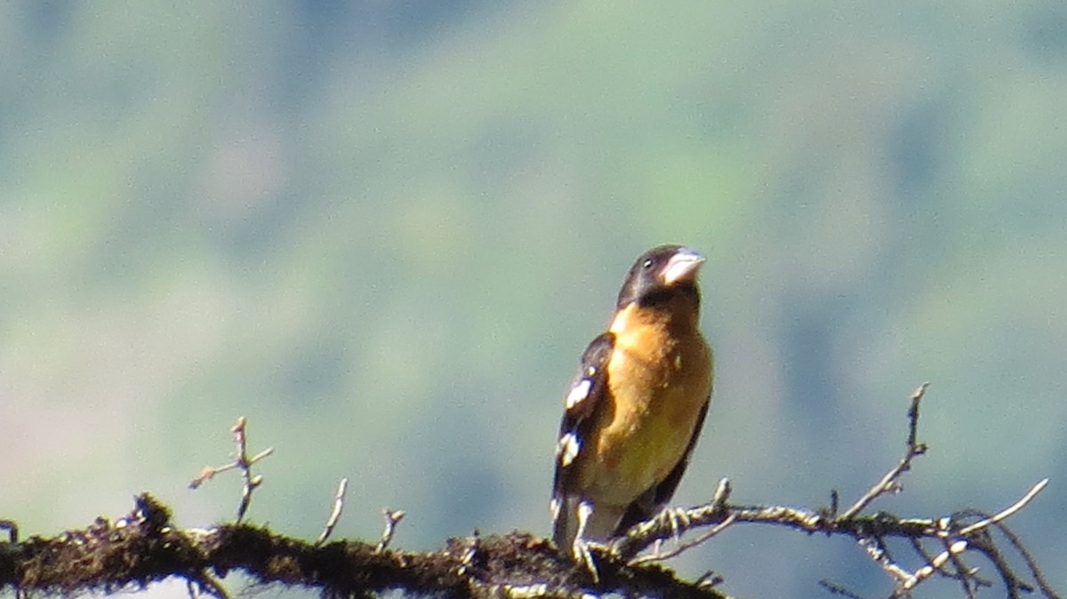 Black-headed Grosbeak - ML622133737