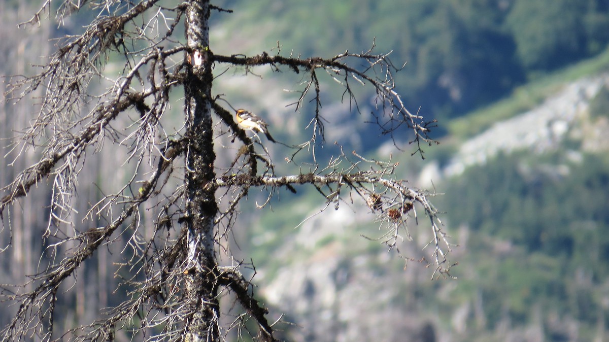 Black-headed Grosbeak - Dan Wilson-Fey