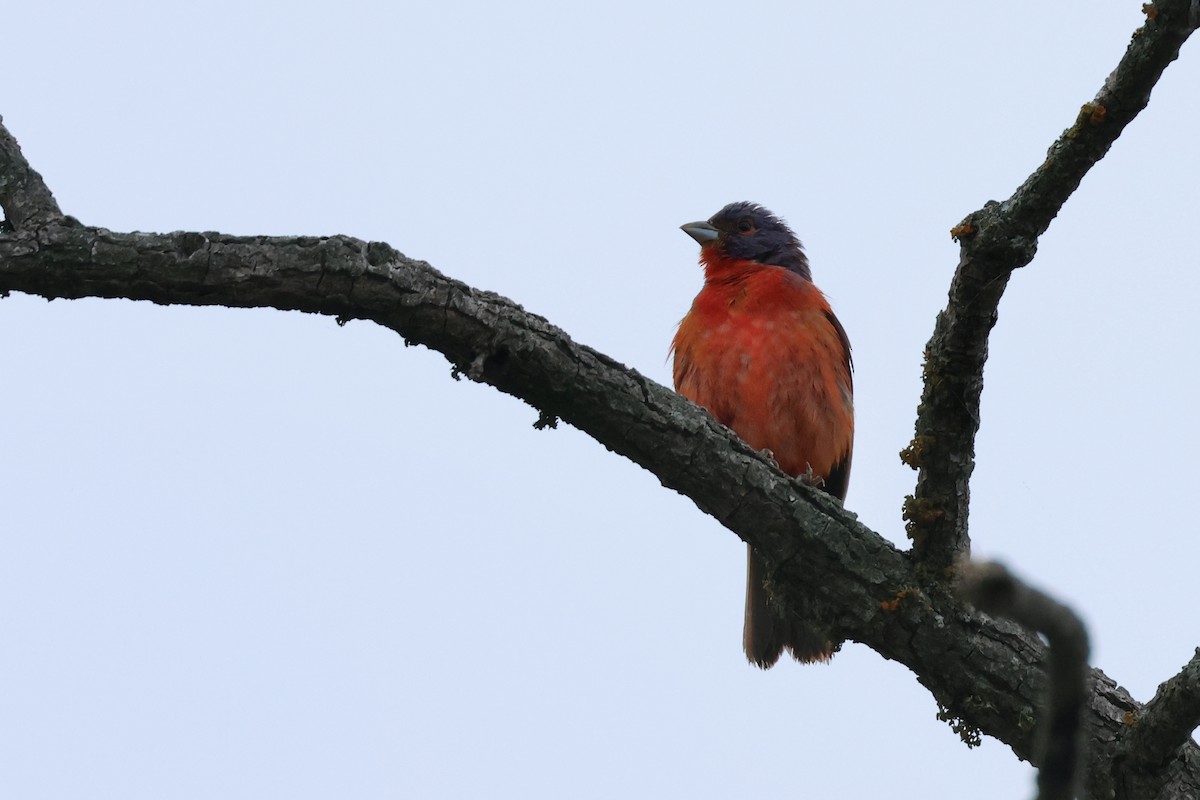 Painted Bunting - ML622133748