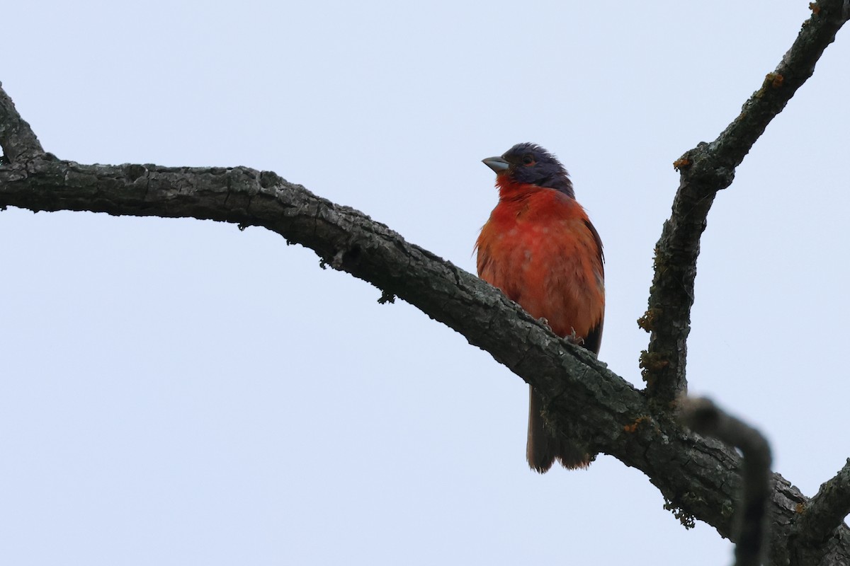 Painted Bunting - Paul Gorday