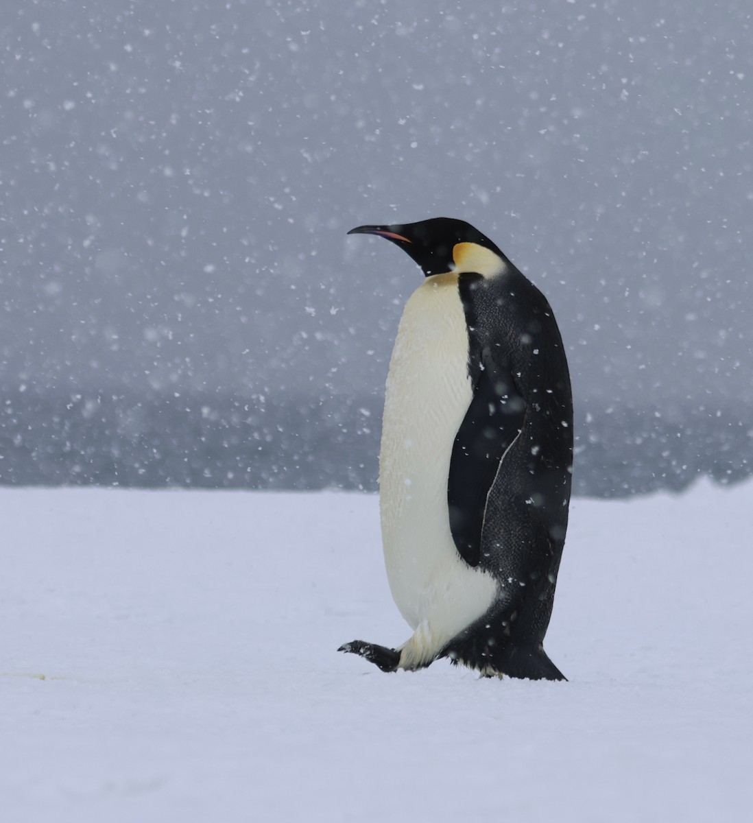 Emperor Penguin - ML622133757