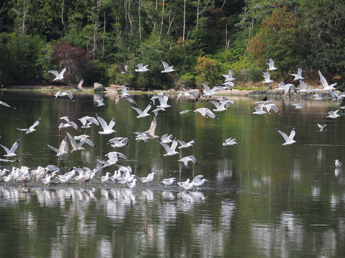 California Gull - Veronica Goidanich