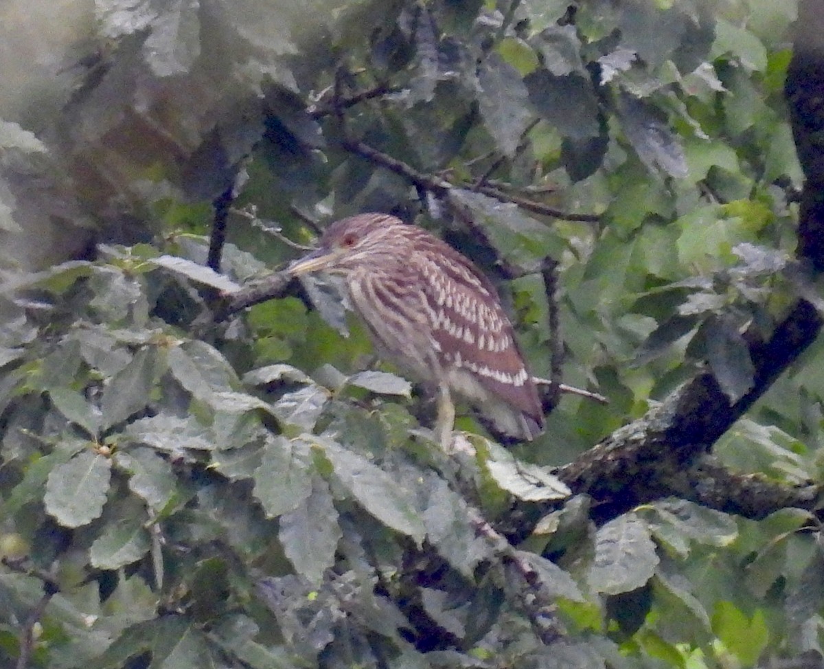 Black-crowned Night Heron - ML622133811