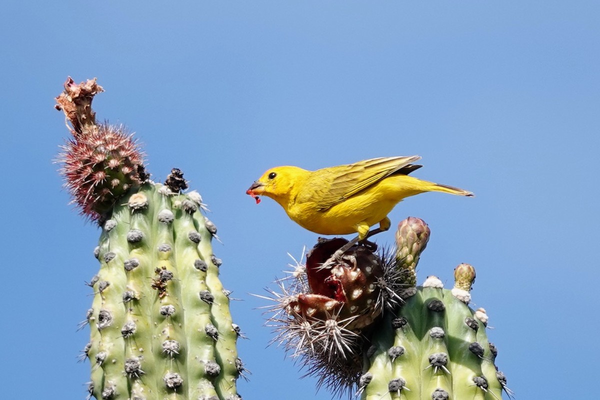 Saffron Finch - ML622133854