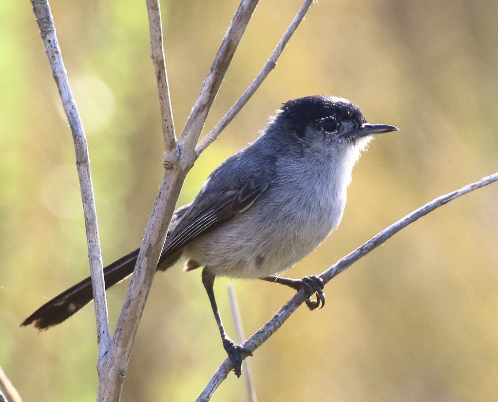 California Gnatcatcher - ML622133857