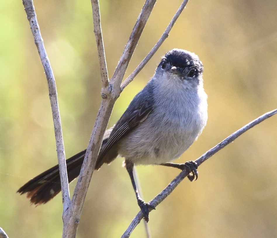 California Gnatcatcher - ML622133861