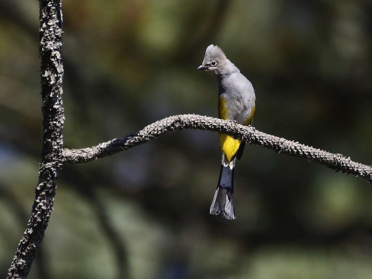 Gray Silky-flycatcher - ML622133868