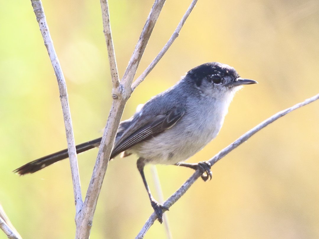 California Gnatcatcher - ML622133870