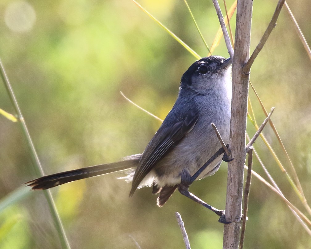 California Gnatcatcher - C. Jackson